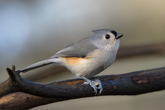 Tufted Titmouse