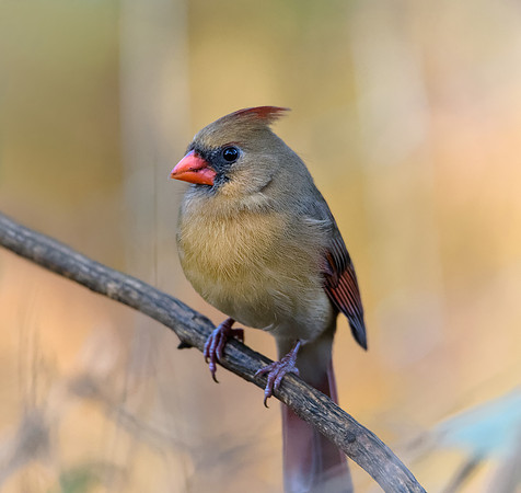 Northern Cardinal