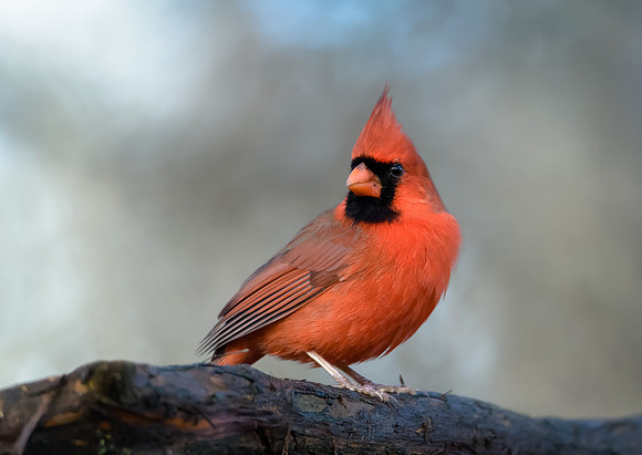 Northern Cardinal