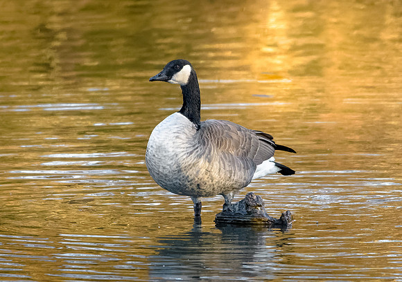 Canada Goose