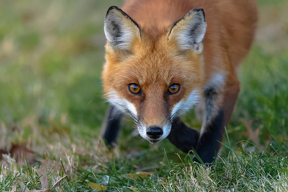 Red Fox