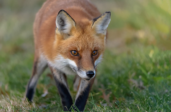 Red Fox