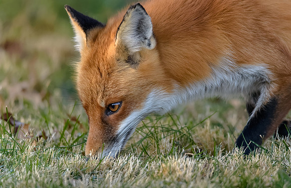 Red Fox