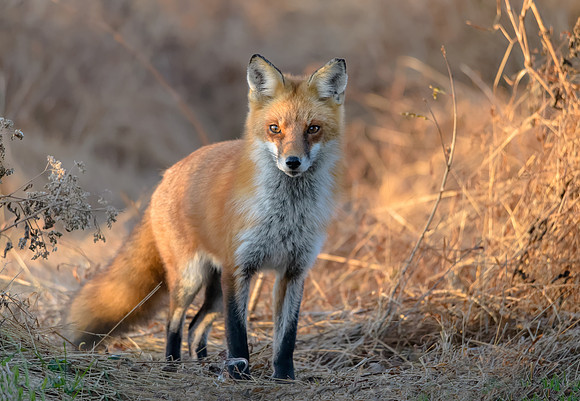 Red Fox