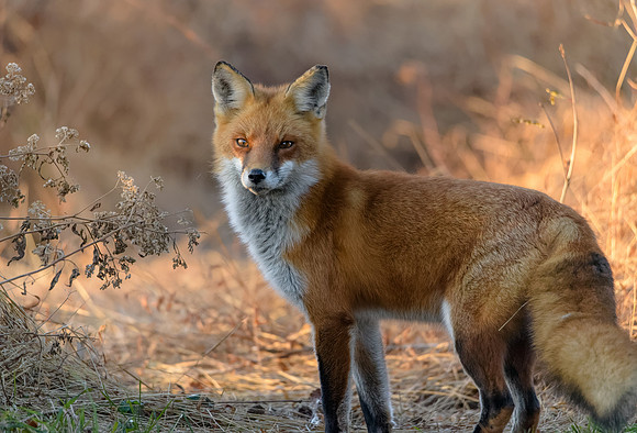 Red Fox