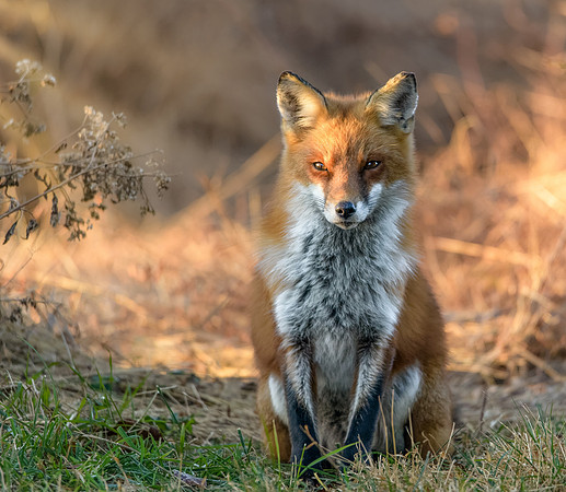 Red Fox