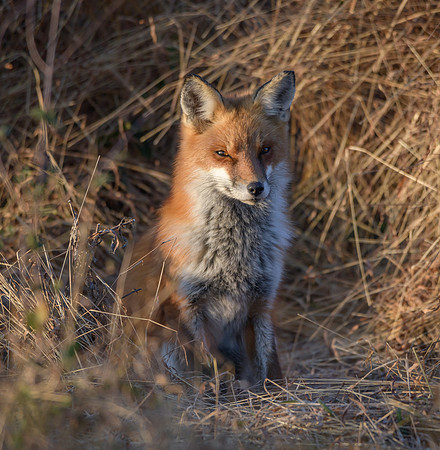 Red Fox