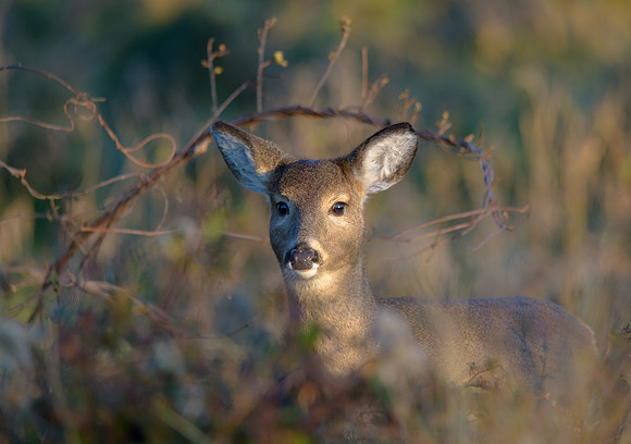 White-tailed Deer