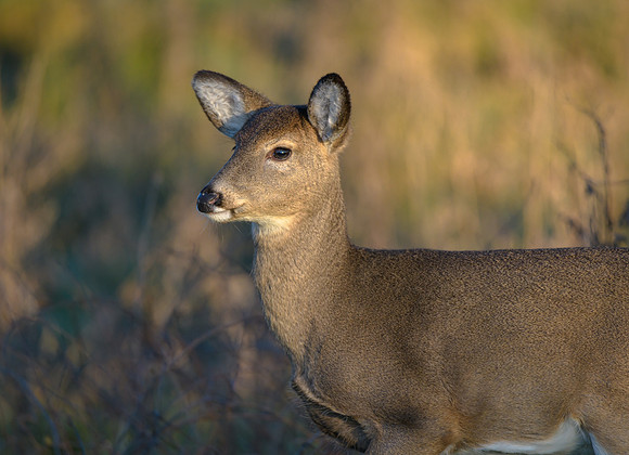 White-tailed Deer