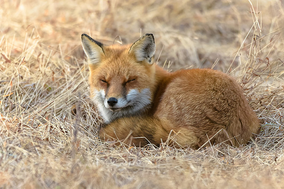 Red Fox