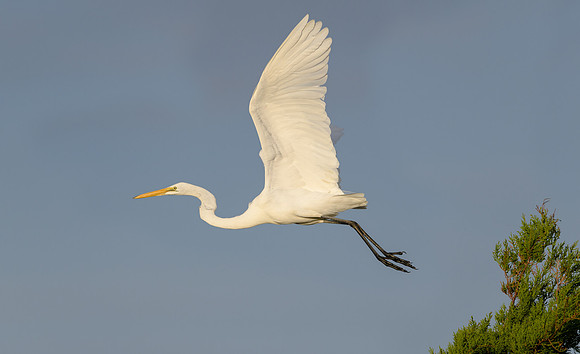 Egret