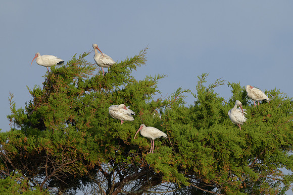 Ibis Tree