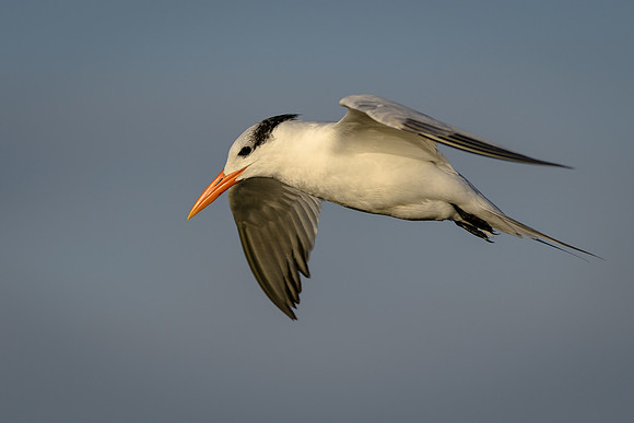 Royal Tern