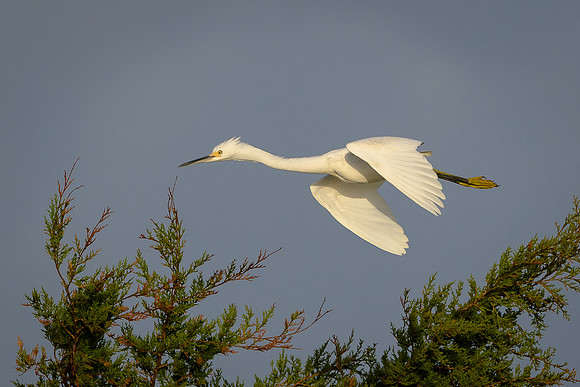 Snowy Egret
