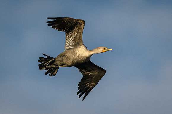 Cormorant