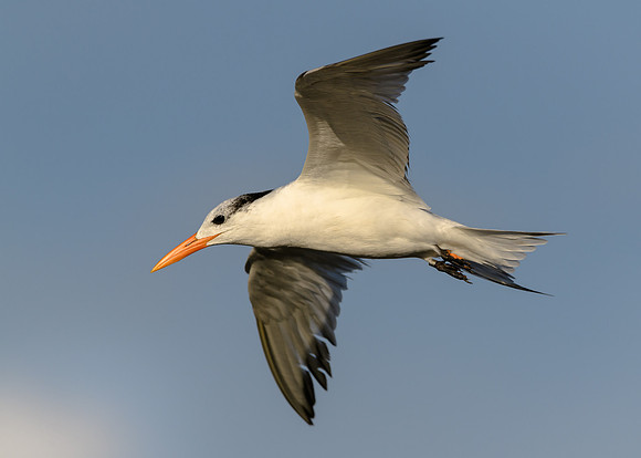 Royal Tern
