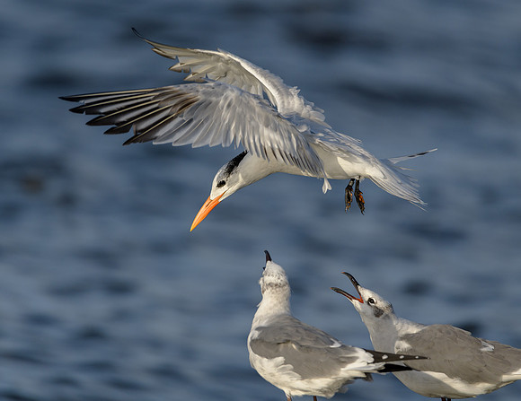 Royal Tern
