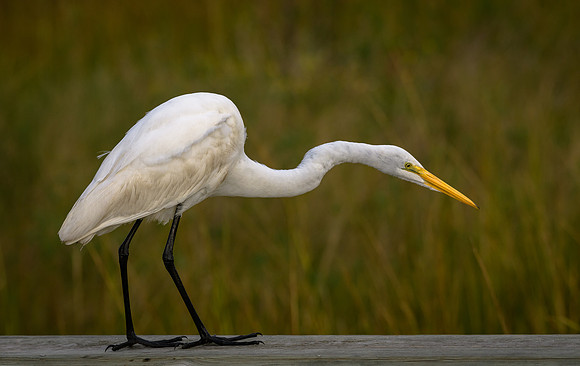 Great White Egret