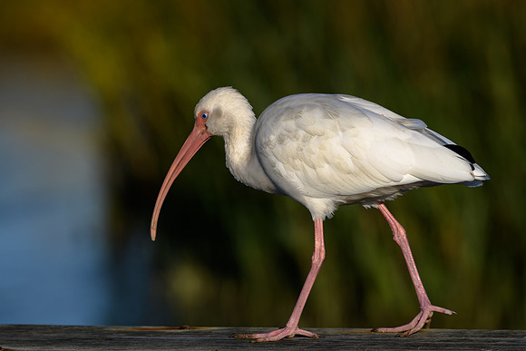 White Ibis