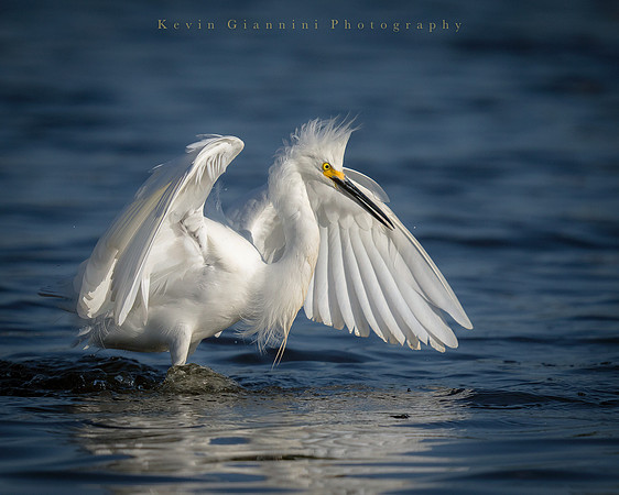 Snowy Egret