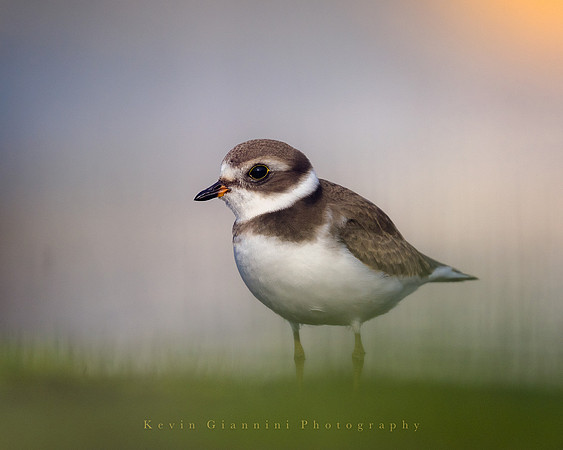 Semi-palmated Plover