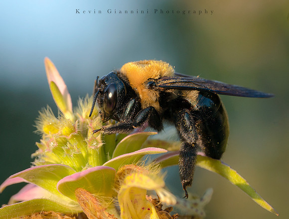 Bumblebee