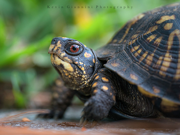 Box Turtle