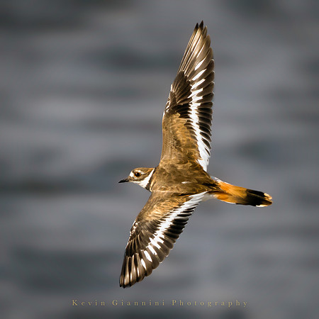 Killdeer