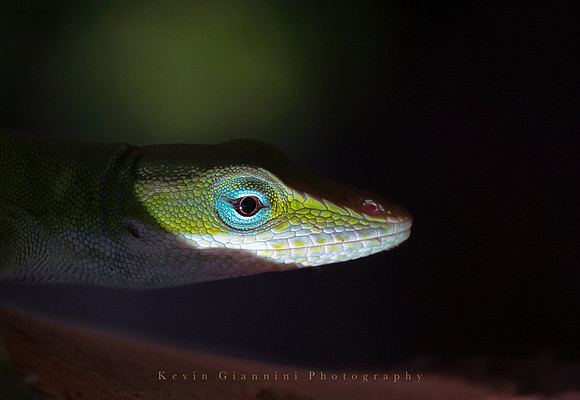 Carolina Anole