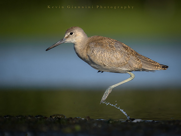 Willet