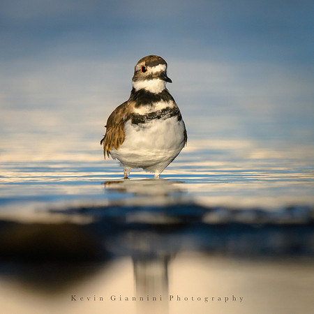Killdeer