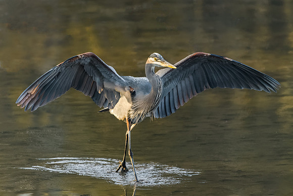 Great Blue Heron
