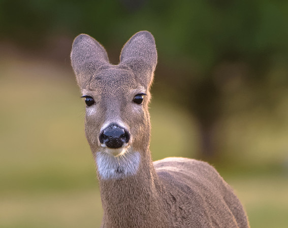 White-tailed Deer