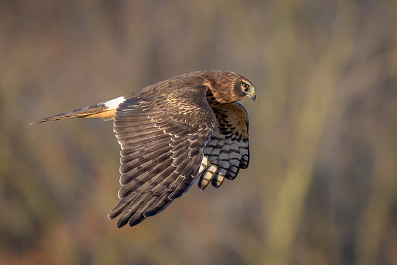 Northern Harrier