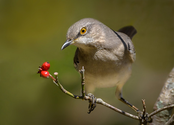 Northern Mockingbird