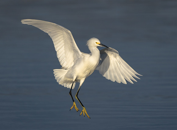 Snowy Egret