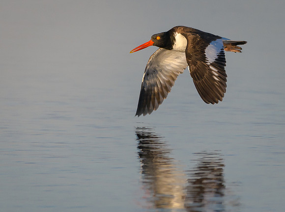Oystercatcher