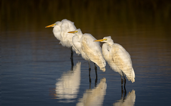 Three Great Egrets
