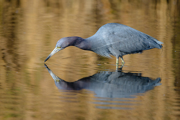 Little Blue Heron
