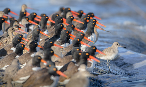 Oystercatchers with a new Front Man