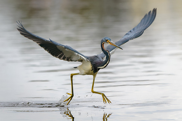 Tricolored Heron
