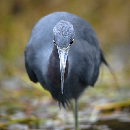 Little Blue Heron