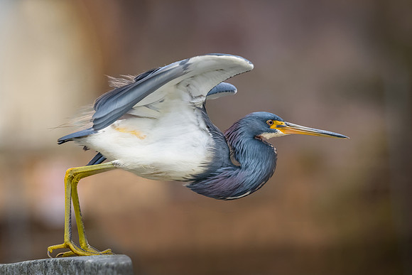 Tricolored Heron