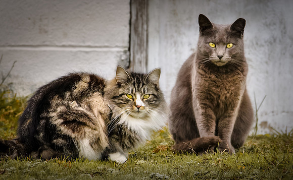 Two Cool Cats