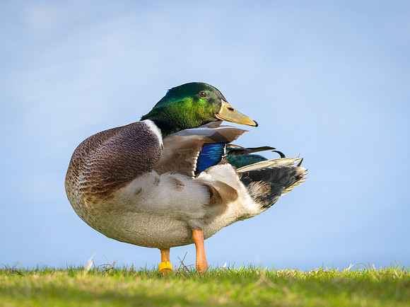 Banded Mallard