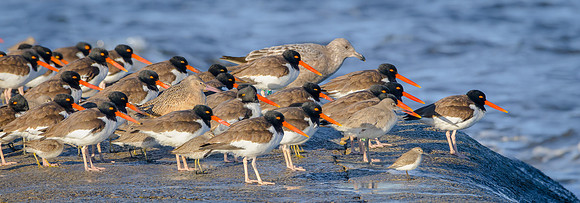 A group of Oyster Catchers (with a Least Sandpiper and Marbeled Goodwit thrown in).