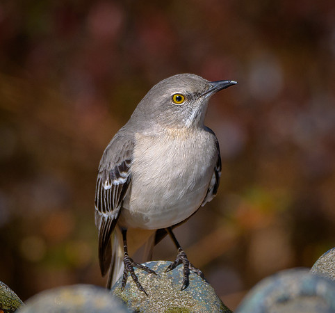 Northern Mockingbird