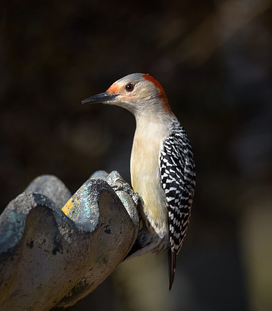 Red-bellied Woodpecker