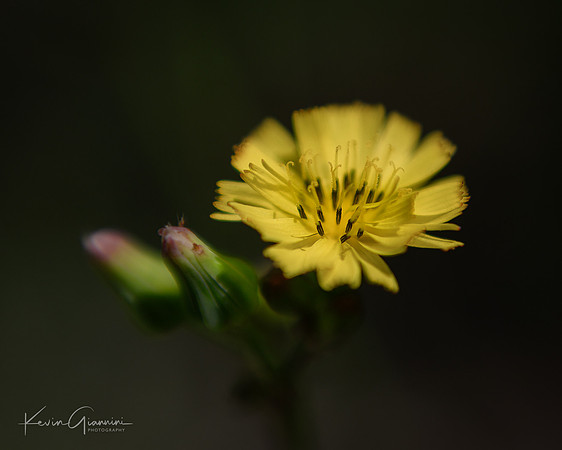 Oriental False Hawksbeard