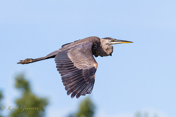 Great Blue Heron in-flight
